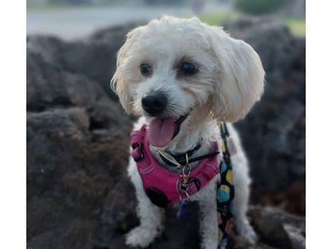 Sempatik maltipoo yavrular