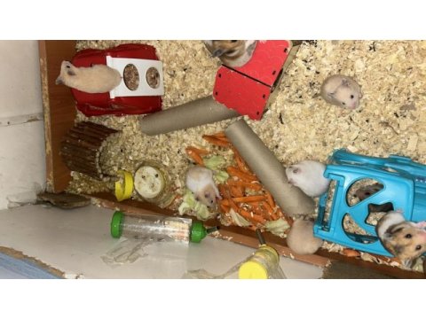 Birbirinden güzel hamster bebekler