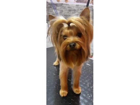 0 numara yorkshire terrier