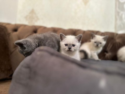 A+ kalite british shorthair yavrumuz yeni ailesini bekliyor