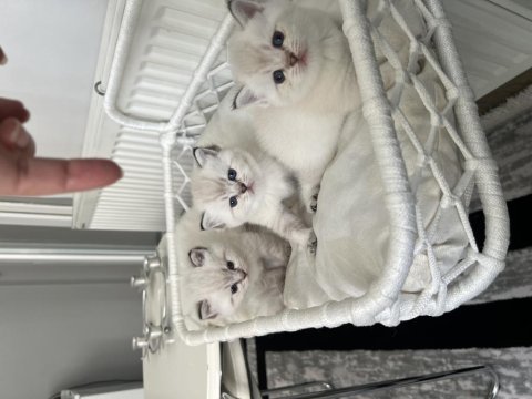 Şecereli blue point british shorthair yavrular