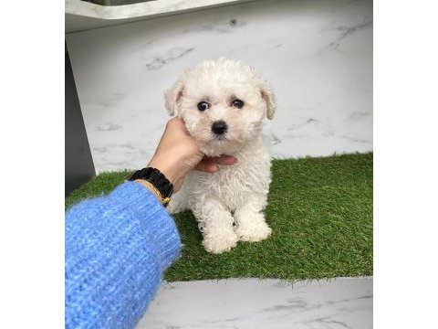 A kaliteli maltese terrier yavruları
