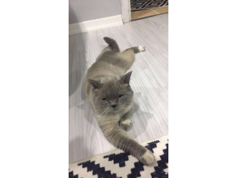 British shorthair kedisi