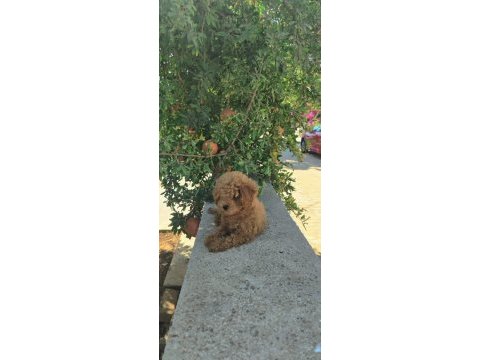 A kalite 1. sınıf kore toy poodle