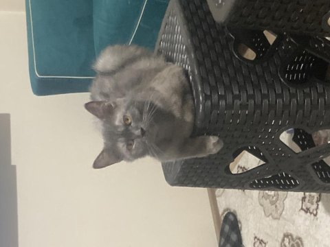 2 yaşında dişi orjinal british shorthair