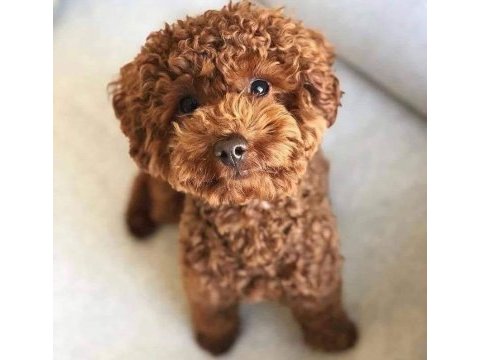 Sevgi ile büyütülen teacup ve toy poodle bebeklerimiz