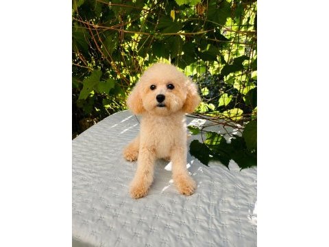 7 aylık dişi toy poodle