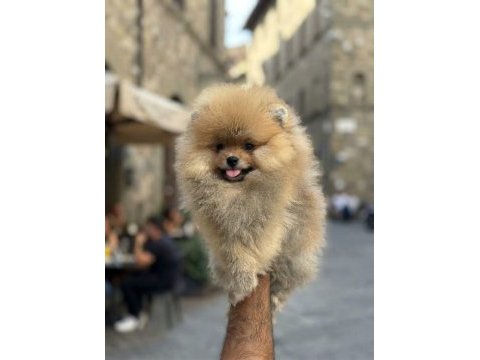 Mersin pomeranian boo yavruları