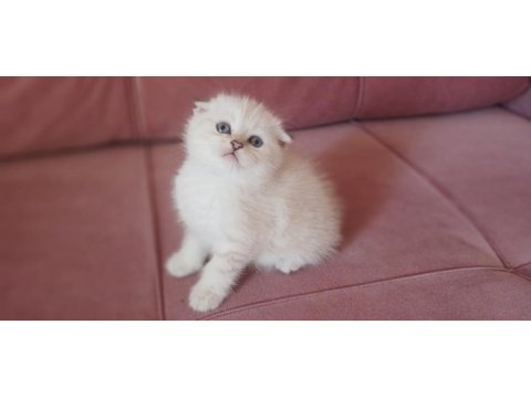 Scottish fold dişi yavrum yeni sahiplerini bekliyor