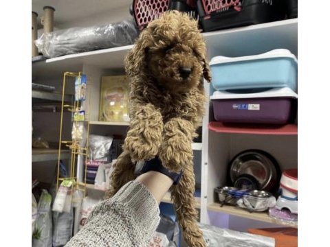 Toy poodle köpekler