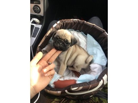 Pug kredi kartı geçerlidir