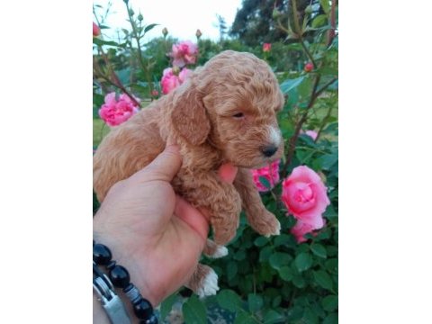 Sevimli toy poodle yavrularımız