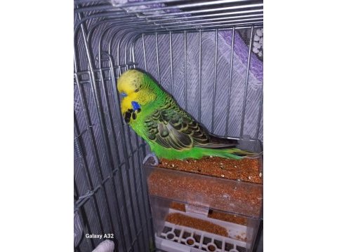 Show jumbo muhabbet kuşu