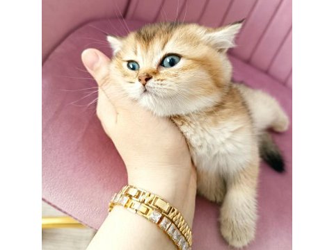 British shorthair yavrular teslime hazır