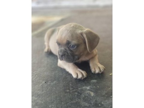 İzmirden newshade taşıyıcı french bulldog yavrularımız