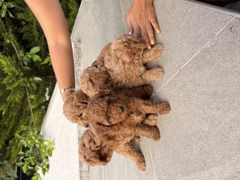 Toy poodle fiyat 2. planda aile arıyoruz