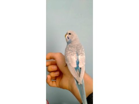 Ele alışkın 2 aylık yavru muhabbet kuşlar