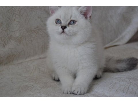 Blue point dişi british shorthair yavrularımız
