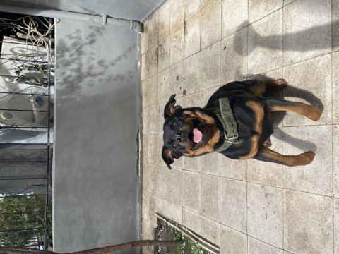 1.5 yaşındaki kızıma erkek eş arıyorum rottweiler