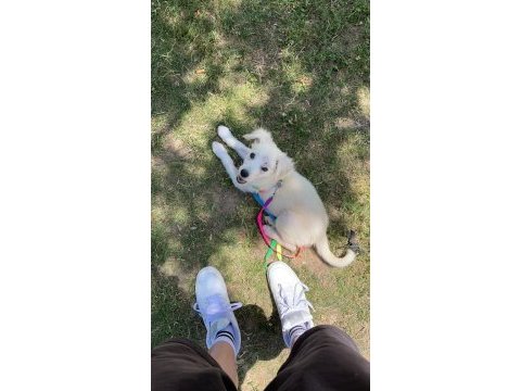 Köpeğimize acil kalıcı yuva ücretsiz