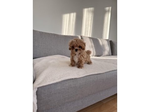 Irkının en kaliteli yavrusu ev doğumlu poodle bebeğim