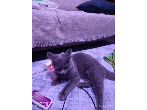 Sahibinden british shorthair