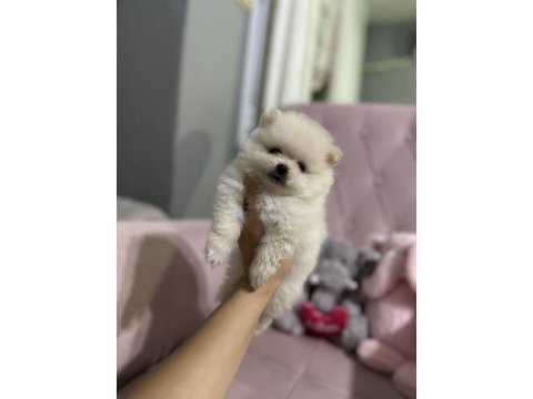 50 günlük dişi pomeranian