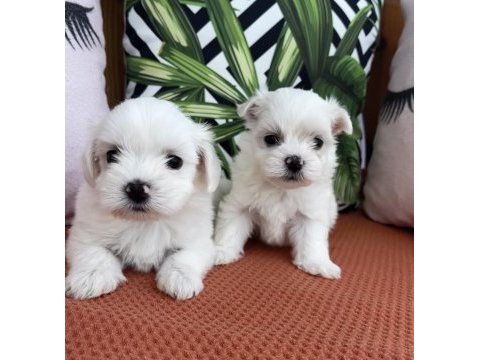 Kar beyaz mini boy orjinal maltese yavrularımız