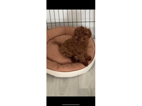 3.5 aylık dişi harika renk toy poodle safkan eğitimli