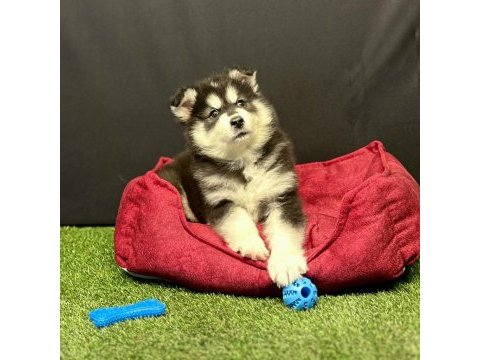 Kutuplardan esen soğuk güzellik alaskan malamute