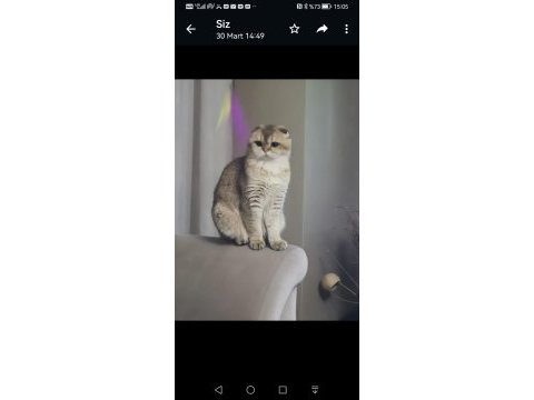 Acil yeni yuva arıyorum scottish fold dişi