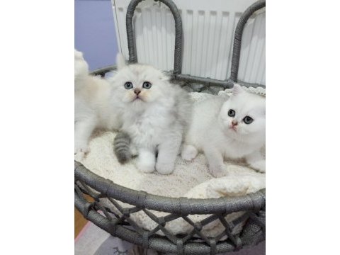 Silver chinchilla rengi safkan yavrular