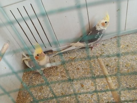 Yeni yeme inmiş bebek sultan papağanlar