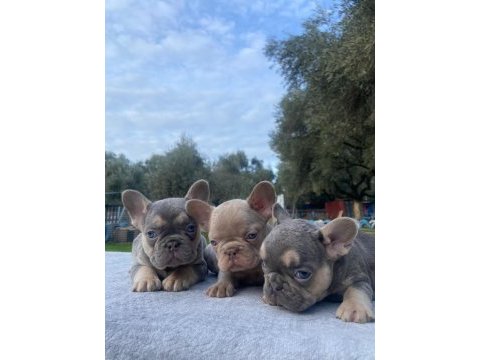 Muhteşem french bulldog yavrularımız