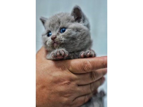 British shorthair yavru