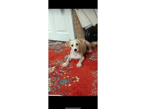 Evcil 6 aylık maltipoo