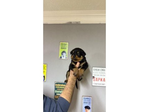 Üst segment dişi erkek rottweiler bebekler