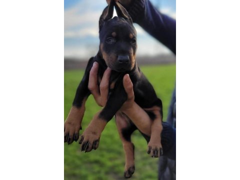 Doberman yavrularımız ırk garantilidir