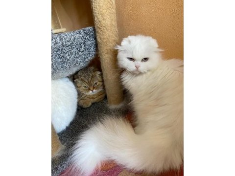 Yetişkin british shorthair dişi kediler
