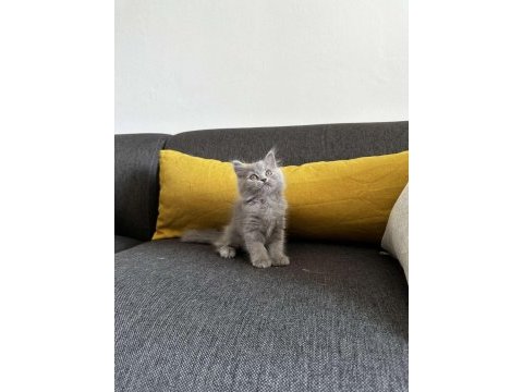 2 aylık gri british shorthair yavru