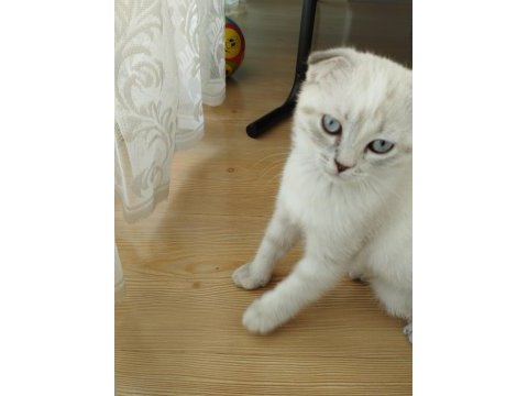 Üç aylık scottish fold miniğimize kalıcı yuva