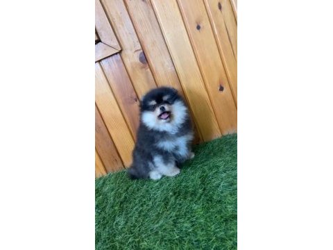 Pomeranian boo teacup dişi