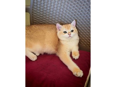 Ny 12 erkek british shorthair