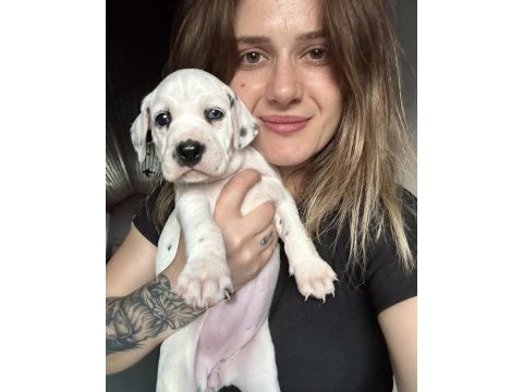 Dalmaçyalı yavru köpeklerimiz