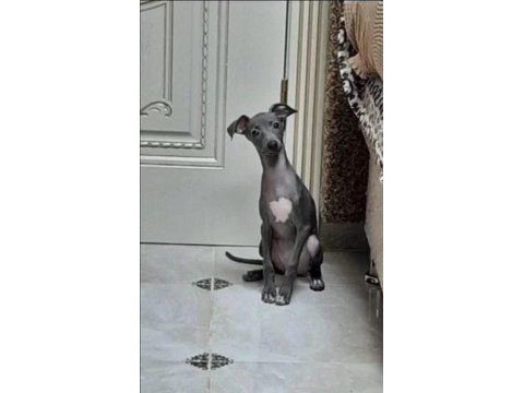 İtalyan tazısı greyhound