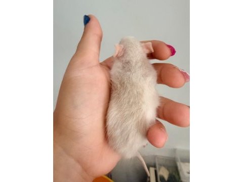Bebek ratlar 1.5k