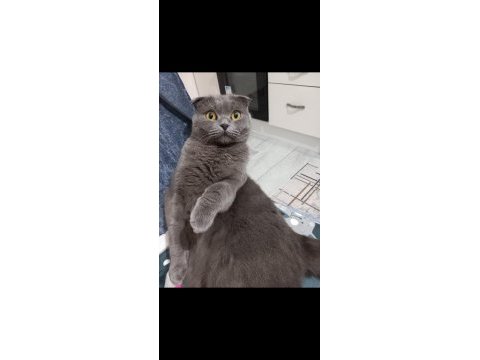 Erkek 1 yaşında scottish fold