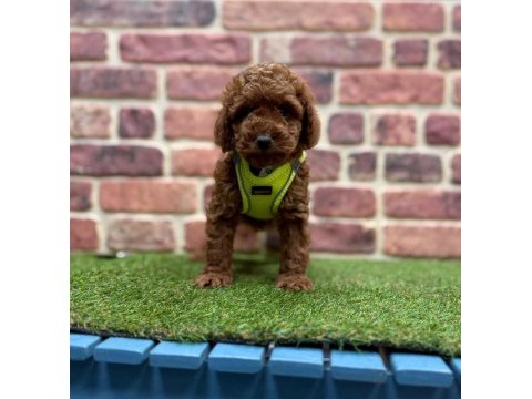 Poodle köpeği yavrular