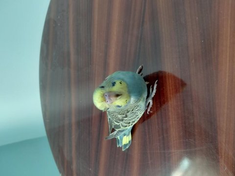 Renk bebek muhabbet kuşları