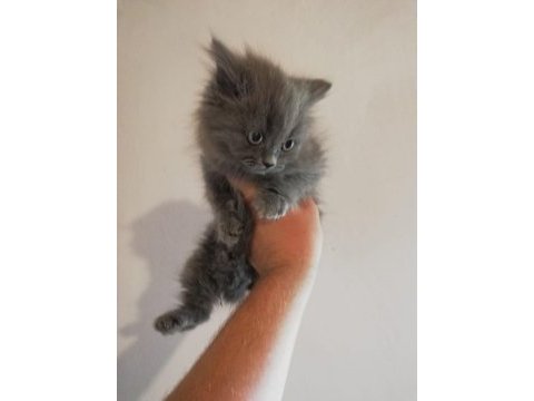 2 aylık british longhair dişi yavrular